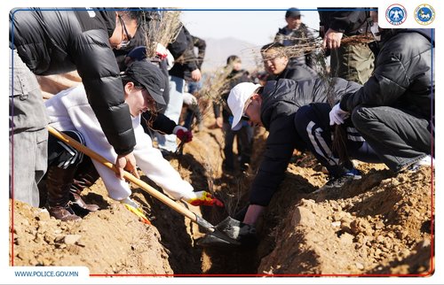 Алба хаагчид 22 мянга гаруй мод тарилаа